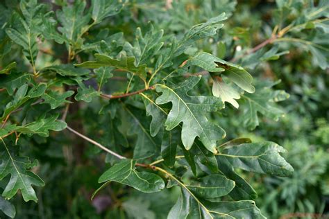 White Oak Tree .